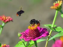 Bienenflug von Edgar Schermaul
