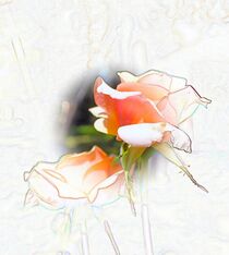 roses von M. Ziehr
