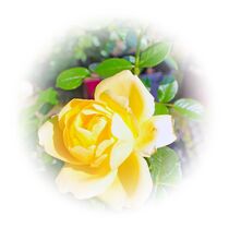 yellow rose von M. Ziehr