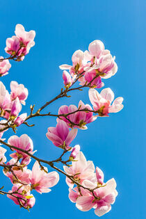 Magnolien in der Magnolienblüte von dieterich-fotografie