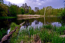 Waldsee Idylle im Landkreis Barnim von captainsilva