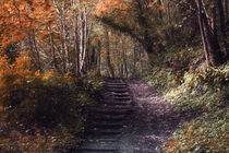 'Sunny Autumn Walk' by CHRISTINE LAKE