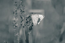 Schmetterling by jivan21