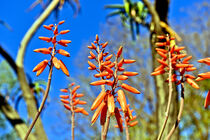 'Magische Aloe Vera Blüten im Botanischen Garten von Palermo' von captainsilva