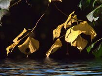 Blätter am Wasser von Edgar Schermaul