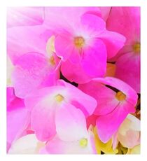 Sommerblüten von Doris Beckmann