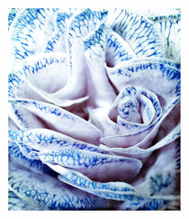Blaue Blüte von Doris Beckmann