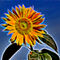 Sonnenblumenkunst