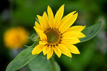Sunflower by Anne Seltmann