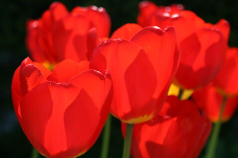 Tulpen-rot