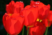 Flowers Tulips in red by m-j-artgallery