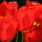 Tulpen-rot