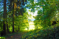Waldweg - forest way by M. Ziehr