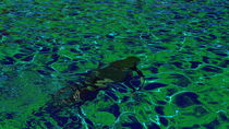 Schwimmer by m-j-artgallery
