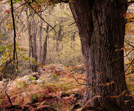 Herbstmarchenwald