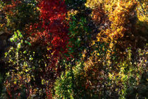 Autumn Abstract von Phil Perkins