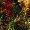 23oct-ff-colors-of-autumn