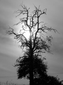 Baum voller Hoffnung  by Regina Raaf