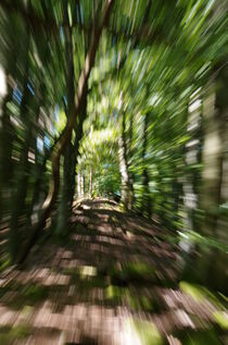 Forest zoom by waldlaeufer