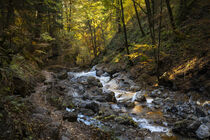 Bach im Herbstwald - A creek in an autumn forest von Susanne Fritzsche