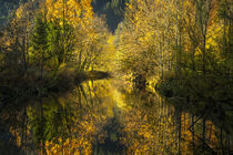'Goldener Herbst - Golden Autumn' von Susanne Fritzsche