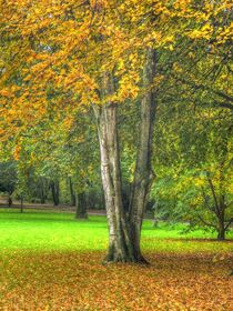 Herbstliches Baumstillleben by Edgar Schermaul