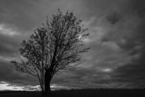 Baum- Silhouette am Abend von Holger Spieker