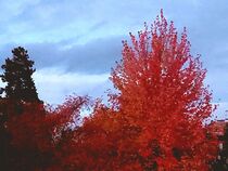 Leuchtender Herbst by Rena Rady