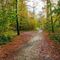 'Spaziergang durch den bunten Herbstwald ' von Rena Rady