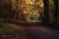 'Walking Through Autumn' by CHRISTINE LAKE