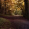 'Walking Through Autumn' by CHRISTINE LAKE
