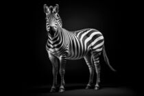 Zebra in schwarzweiß by artemberaubend