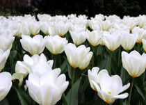 Weiße Tulpen von Regina Raaf