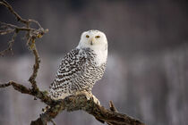 Snowy Owl by Jürgen Mayer