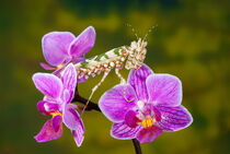 Afrikanische Blütenmantis auf der Blüte einer Orchidee by Jürgen Kottmann