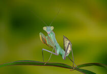 Mantis auf Beutesuche auf grüner Pflanze