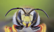 Portrait einer Wildbiene by Jürgen Kottmann