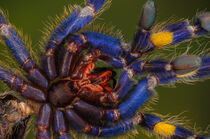 Spinnenhaut einer bunten Vogelspinne by Jürgen Kottmann