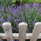 Lavendel-am-zaun-1-dsc03004-f-artfl