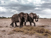 Zwei afrikanische Elefanten in der Savanne by Ines Schmelzer