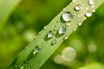 Closeup macro shot of scenic dewdrops on green blade of grass by caladoart