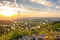 Beautiful flowers on scenic rock ledge at sunset in the Swabian Jura in Southern Germany by caladoart