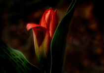 Elegante rote Tulpe von gelibolu