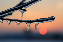 Eisschicht und Eiszapfen auf Zweigen vor Sonnenuntergang