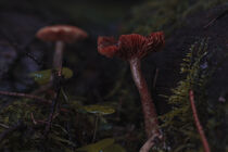Pilze im finsteren Wald by Holger Spieker