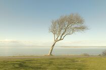 Lonesome Tree von Michael Schulz-Dostal