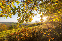 Sun shining through the colourful leaves of a tree on a vineyard in beautiful autumn landscape by caladoart