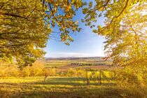 View through autumnal tree branches onto scenic valley and vineyard at sunset in Southern Germany by caladoart