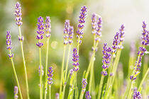 Closeup macro shot of scenic purple lavender flowers in the sunlight by caladoart