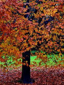 Herbstbaum von Edgar Schermaul